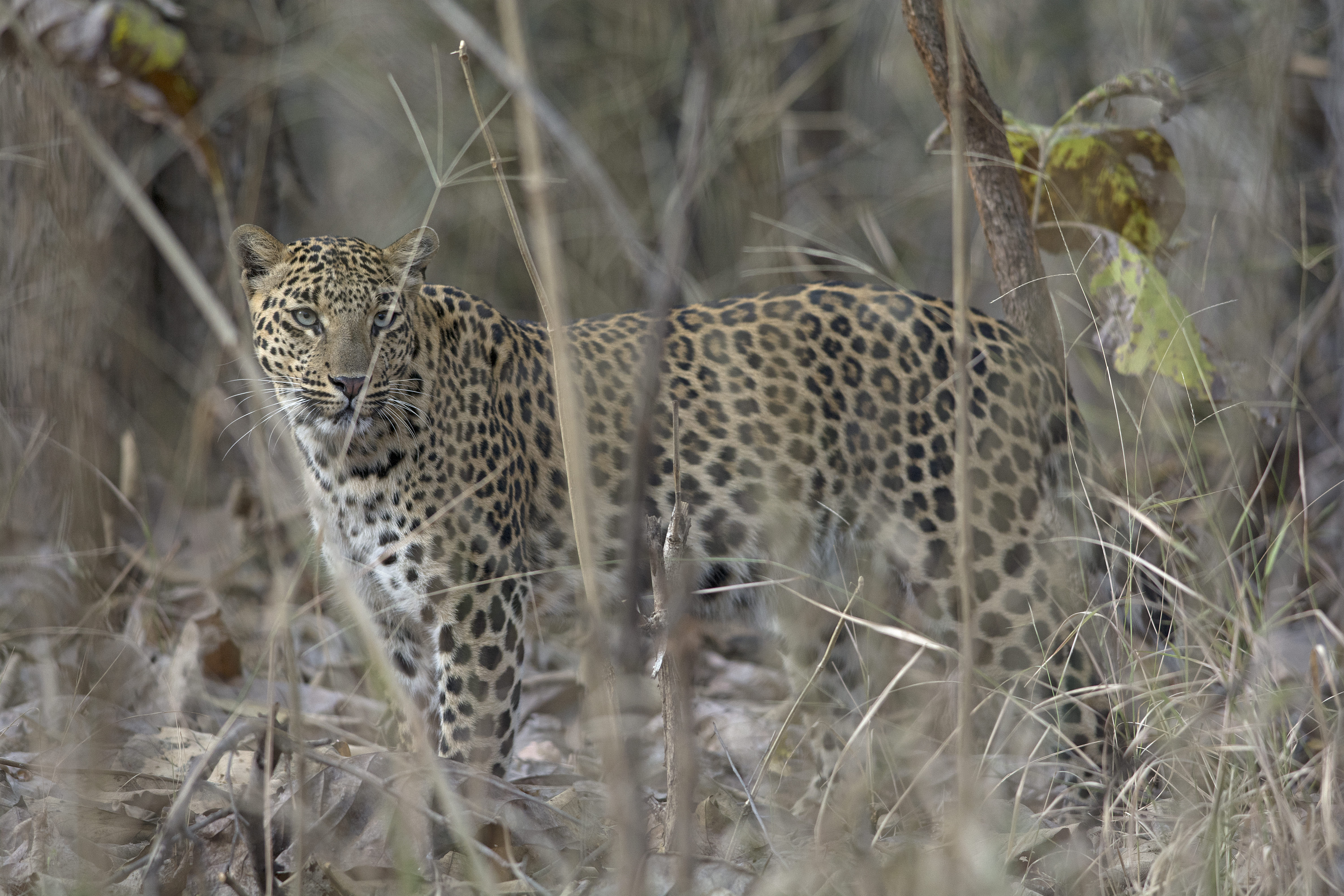 Photo from Tiger Trail India: 8-Day Safari Across Kanha, Pench & Tadoba safari tour