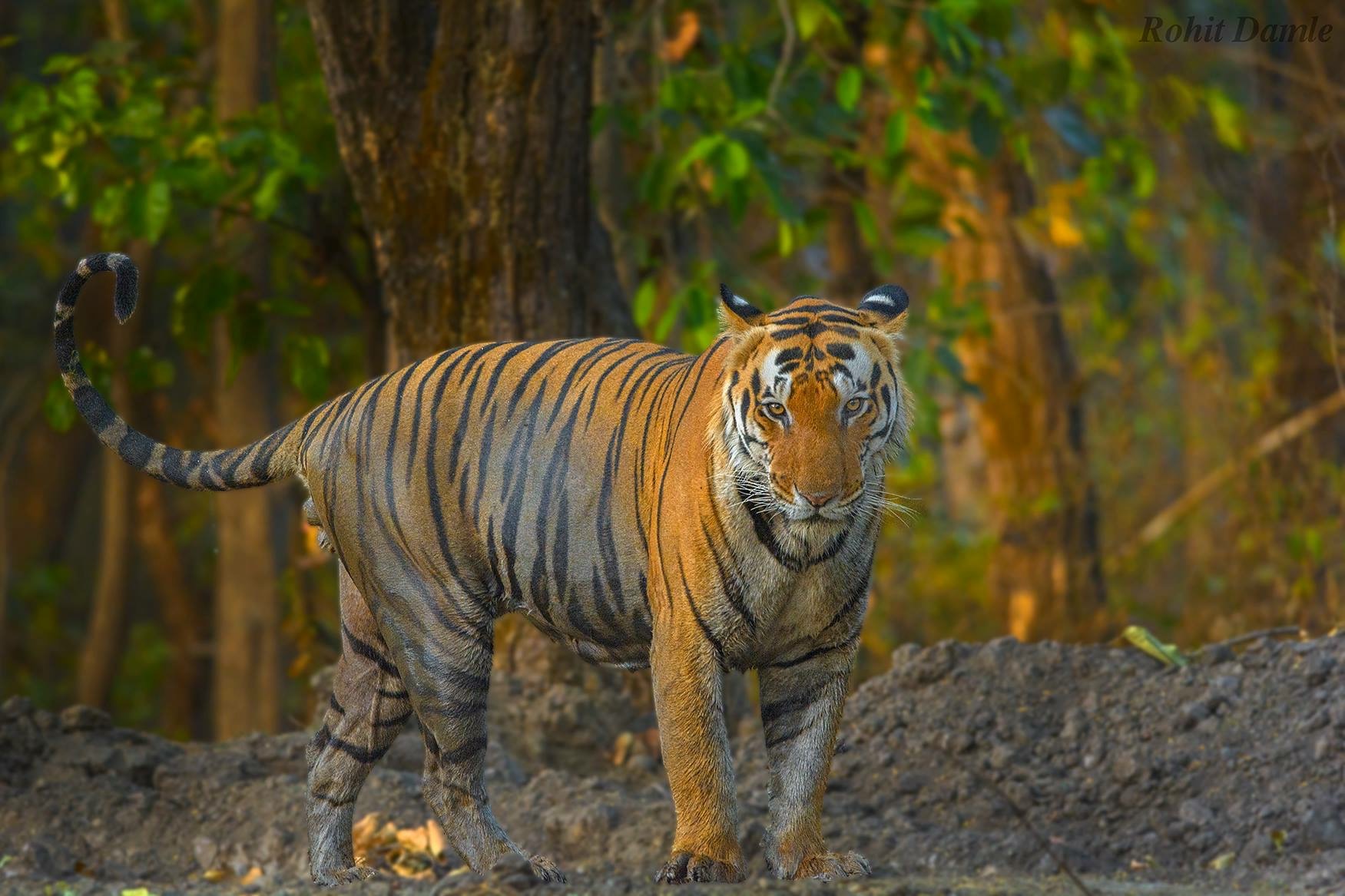 Photo from Tiger Trail India: 8-Day Safari Across Kanha, Pench & Tadoba safari tour