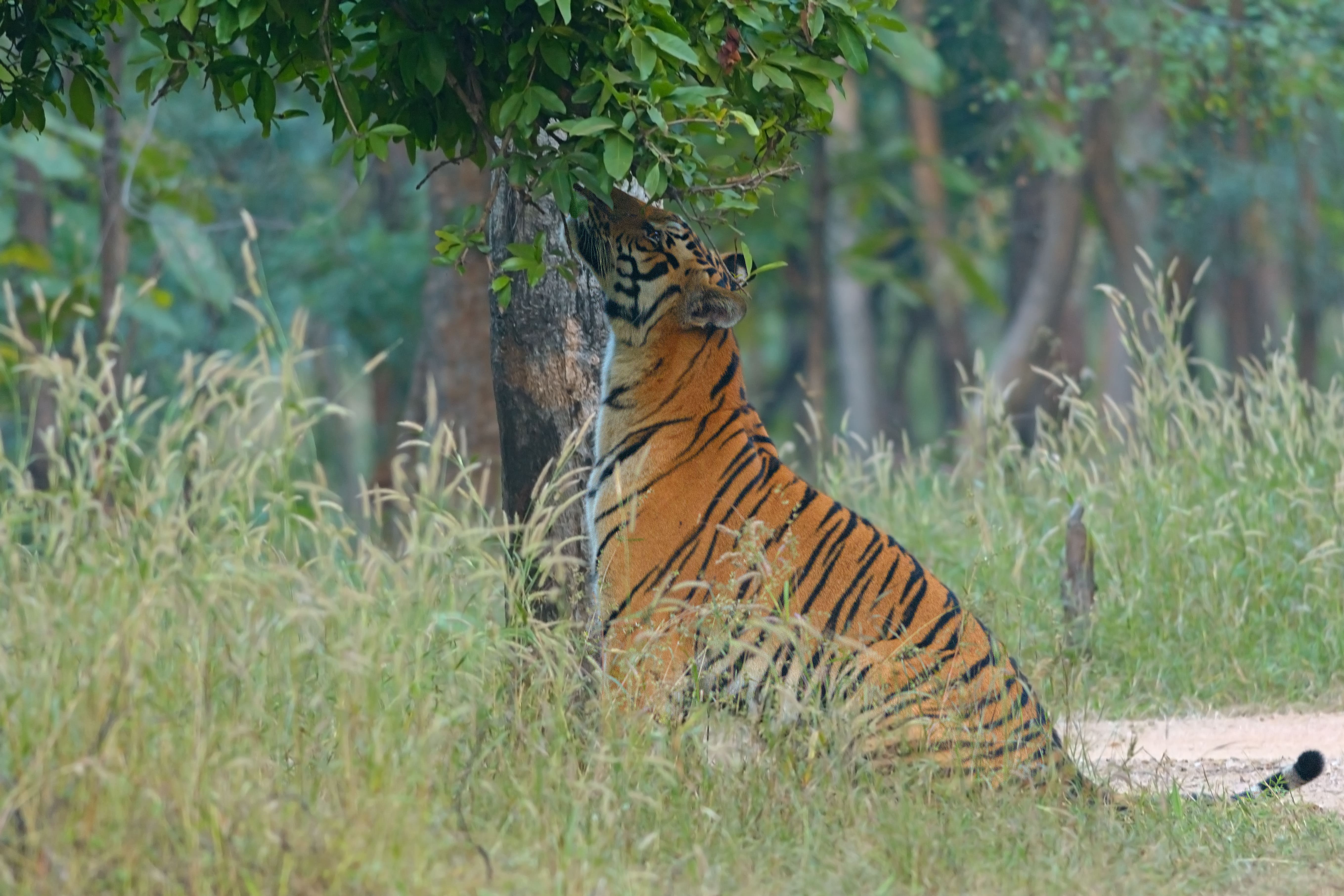 Photo from Tiger Trail India: 8-Day Safari Across Kanha, Pench & Tadoba safari tour