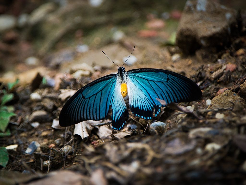 Photo from 11-Day Odzala Immersion Gorilla Trekking & Congo Rainforest Safari safari tour