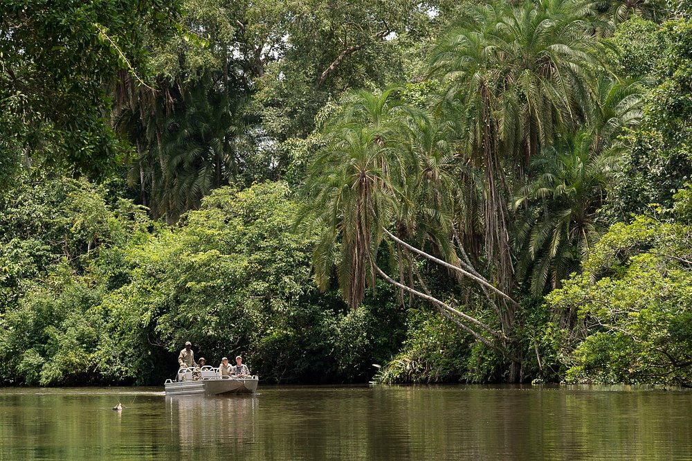 Photo from 11-Day Odzala Immersion Gorilla Trekking & Congo Rainforest Safari safari tour