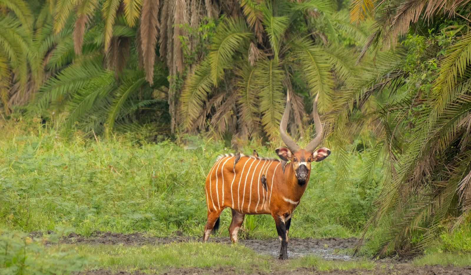 Photo from 11-Day Odzala Immersion Gorilla Trekking & Congo Rainforest Safari safari tour