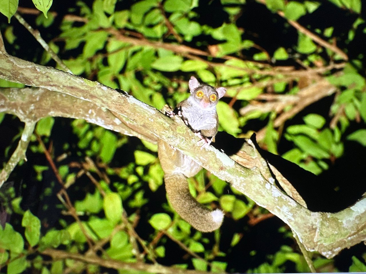 Photo from 11-Day Odzala Immersion Gorilla Trekking & Congo Rainforest Safari safari tour