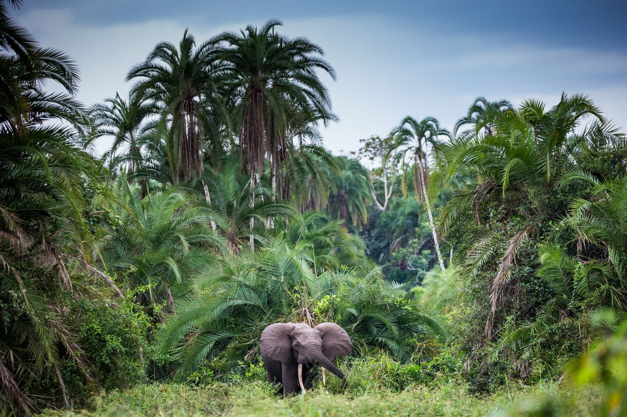 Photo from 11-Day Odzala Immersion Gorilla Trekking & Congo Rainforest Safari safari tour