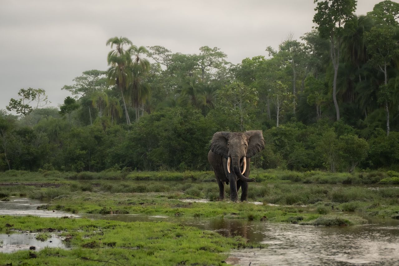 Photo from 11-Day Odzala Immersion Gorilla Trekking & Congo Rainforest Safari safari tour