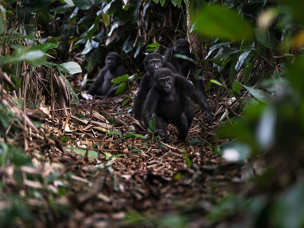 Photo from 11-Day Odzala Immersion Gorilla Trekking & Congo Rainforest Safari safari tour