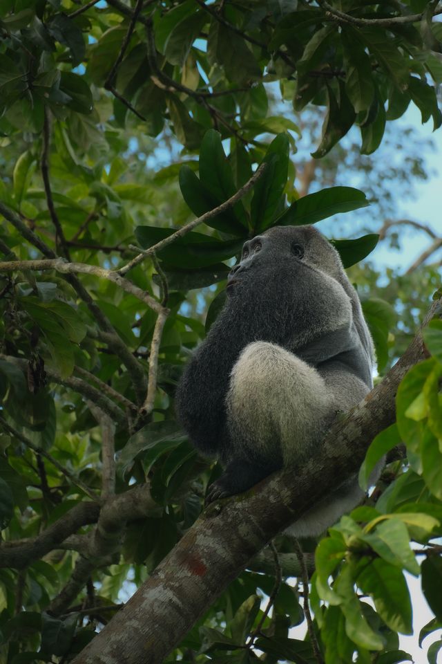 Photo from 11-Day Odzala Immersion Gorilla Trekking & Congo Rainforest Safari safari tour