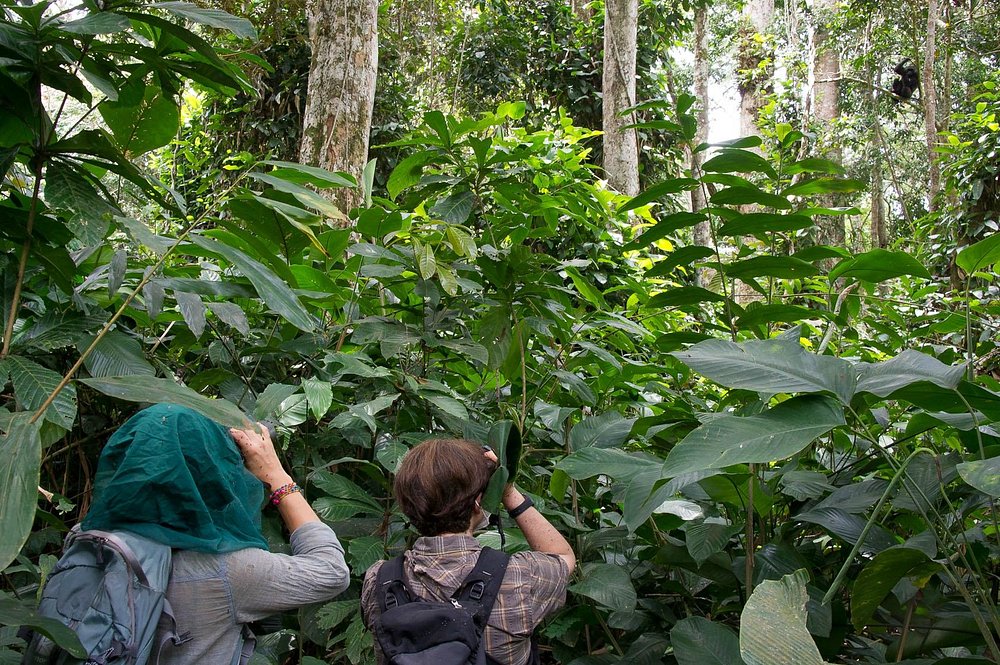 Photo from 11-Day Odzala Immersion Gorilla Trekking & Congo Rainforest Safari safari tour