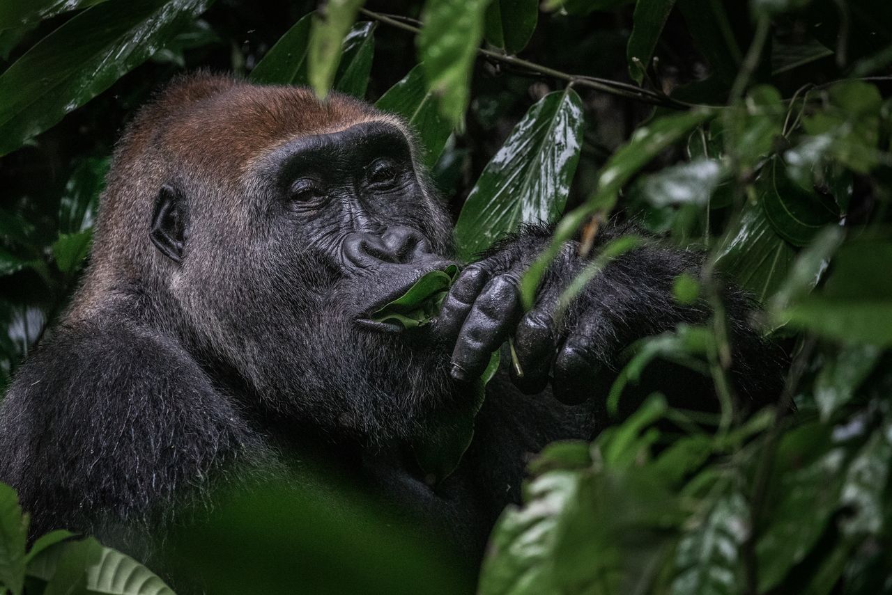 Photo from 11-Day Odzala Immersion Gorilla Trekking & Congo Rainforest Safari safari tour