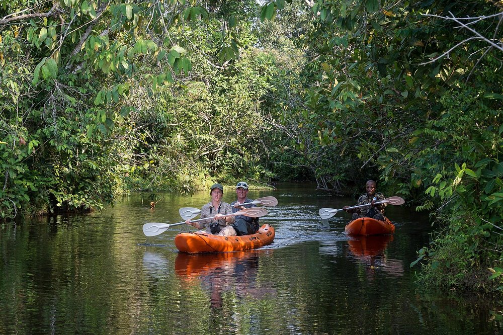 Photo from 11-Day Odzala Immersion Gorilla Trekking & Congo Rainforest Safari safari tour