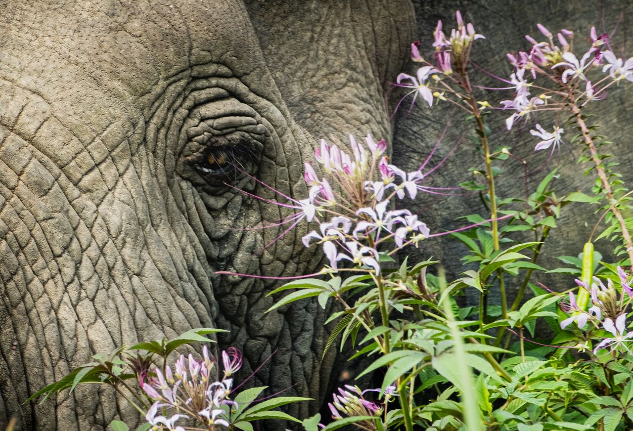 Photo from 11-Day Odzala Immersion Gorilla Trekking & Congo Rainforest Safari safari tour