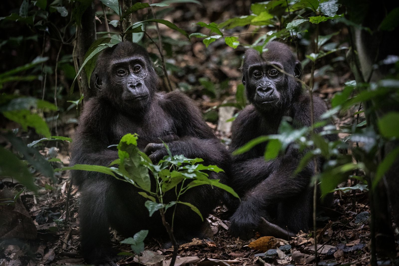 Photo from 11-Day Odzala Immersion Gorilla Trekking & Congo Rainforest Safari safari tour