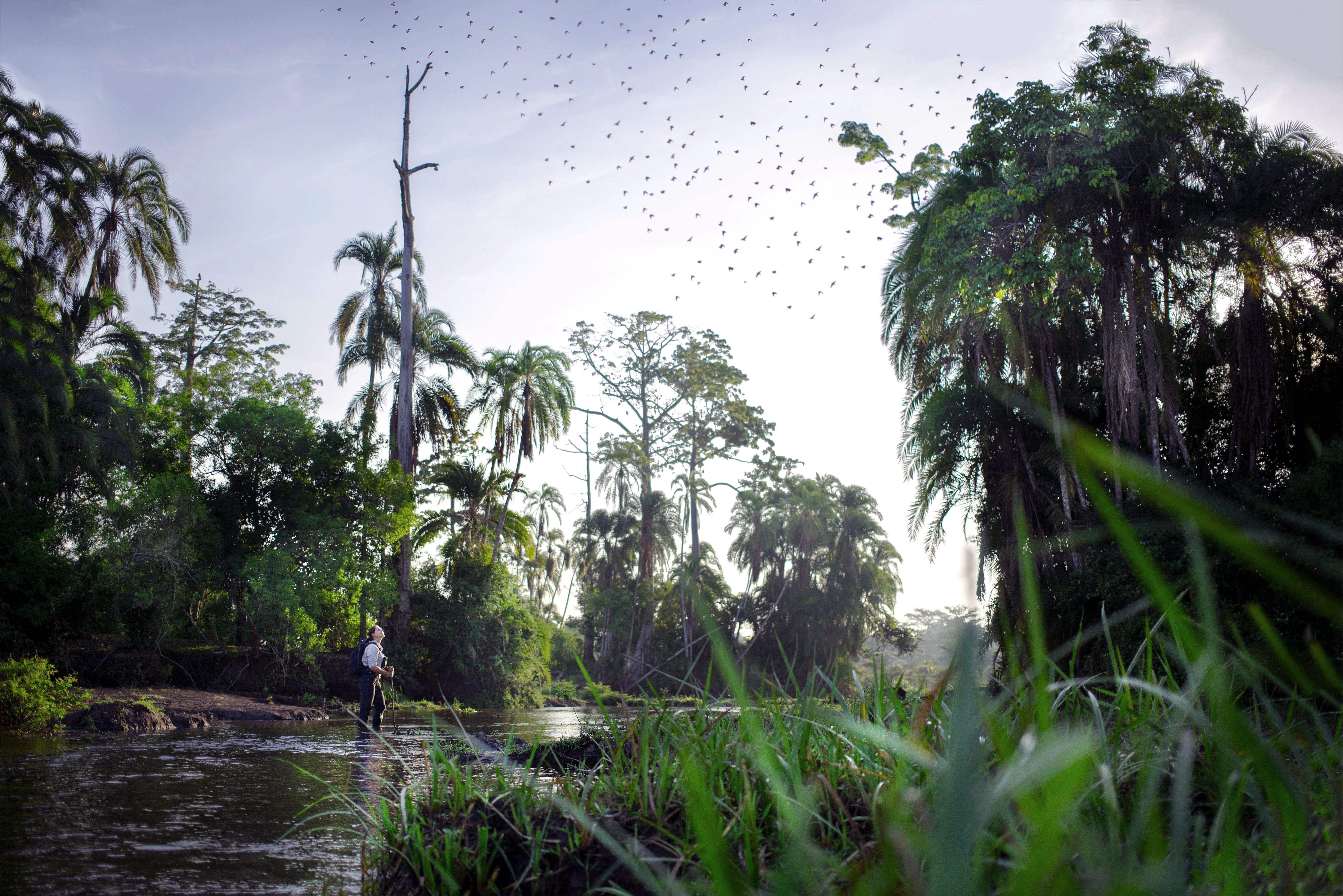 Photo from 10-Day Odzala Odyssey Gorilla Trekking & Congo Rainforest Safari safari tour