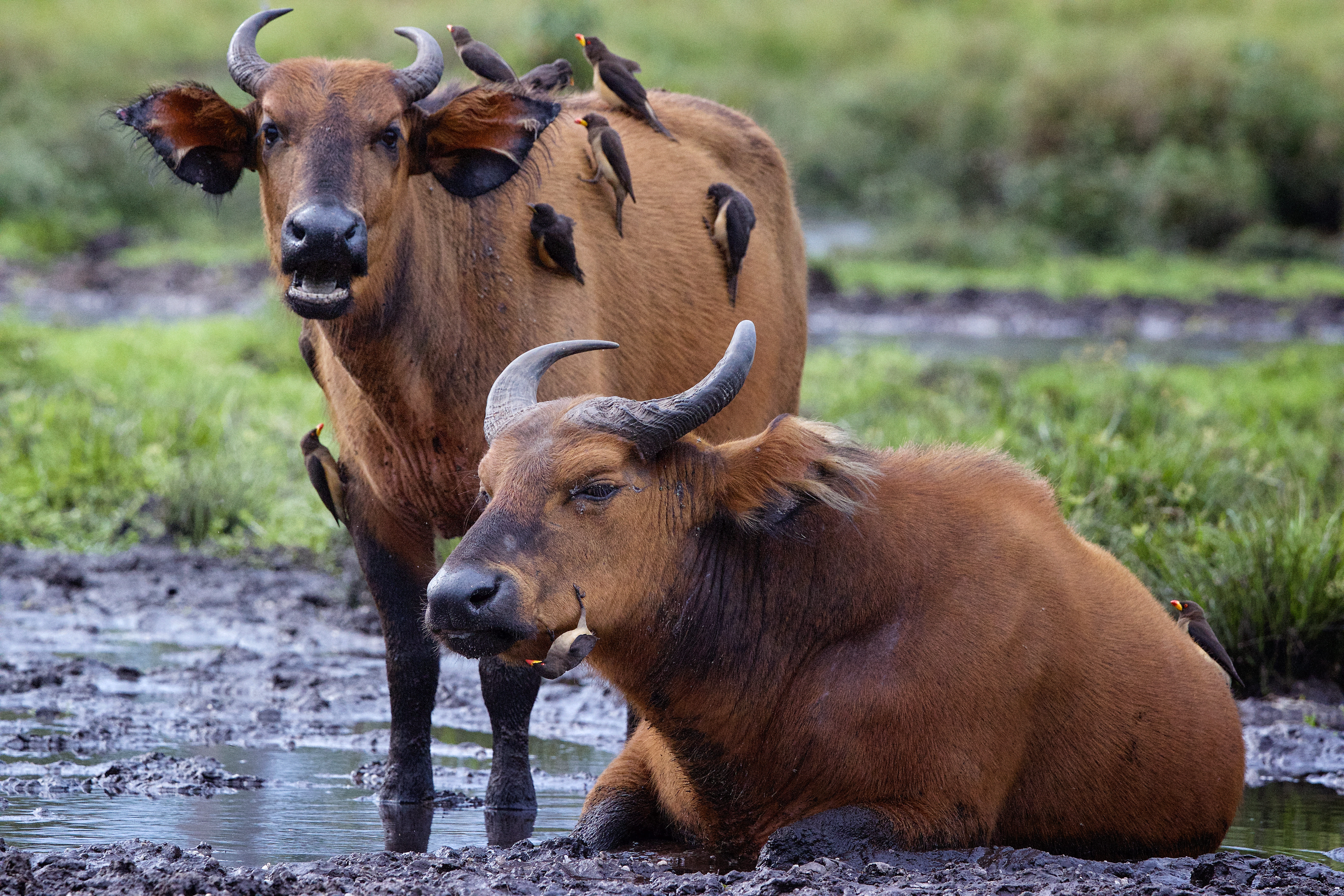 Photo from 10-Day Odzala Odyssey Gorilla Trekking & Congo Rainforest Safari safari tour