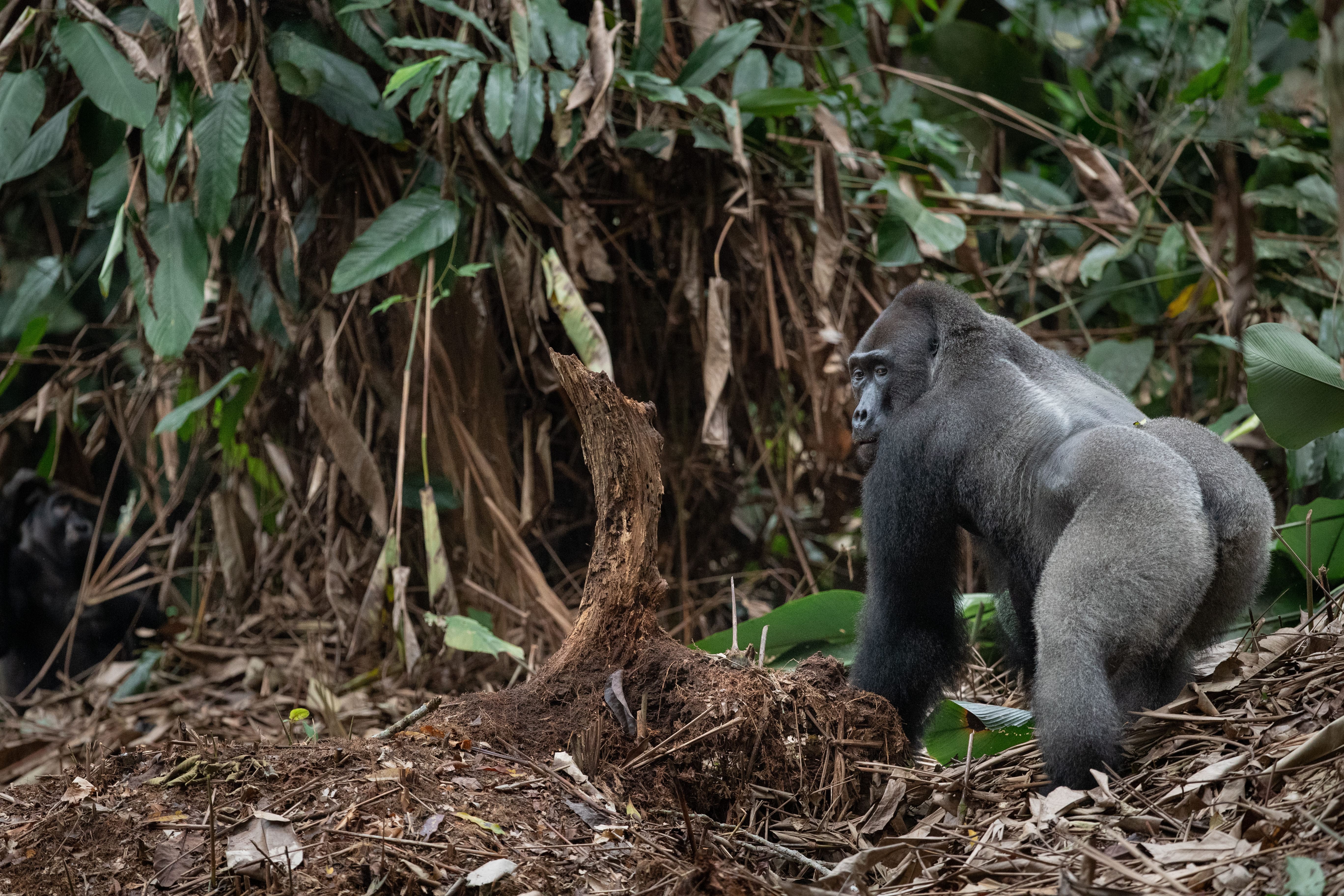 Photo from 10-Day Odzala Odyssey Gorilla Trekking & Congo Rainforest Safari safari tour