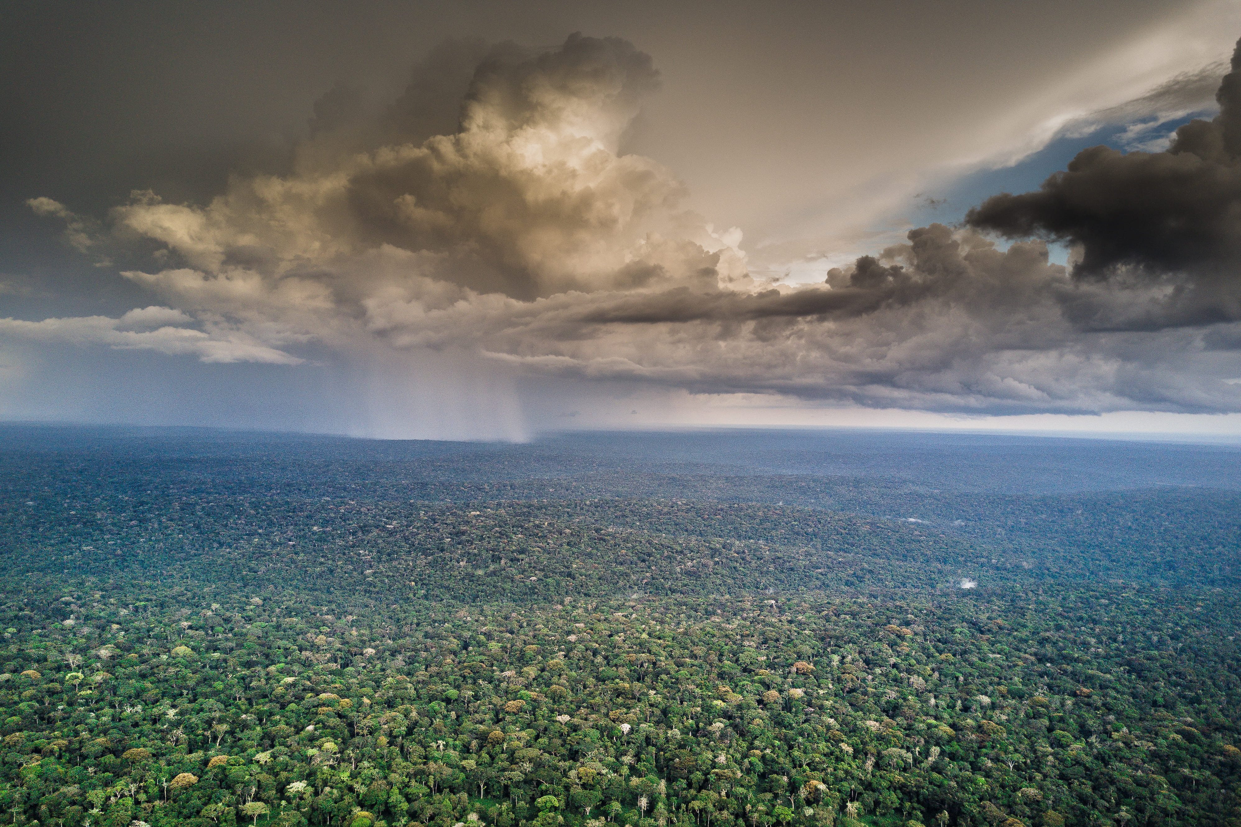 Photo from 10-Day Odzala Odyssey Gorilla Trekking & Congo Rainforest Safari safari tour