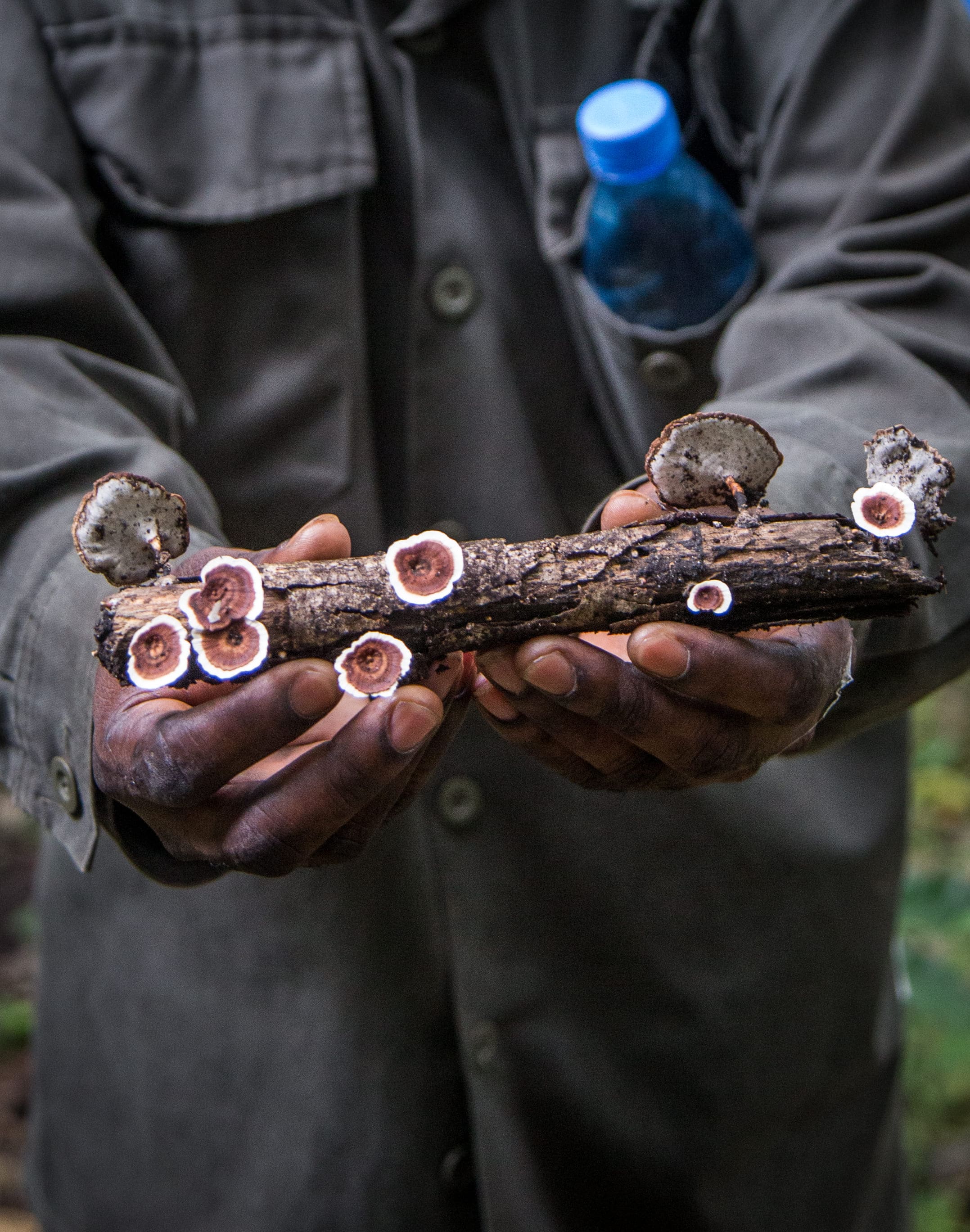 Photo from 10-Day Odzala Odyssey Gorilla Trekking & Congo Rainforest Safari safari tour