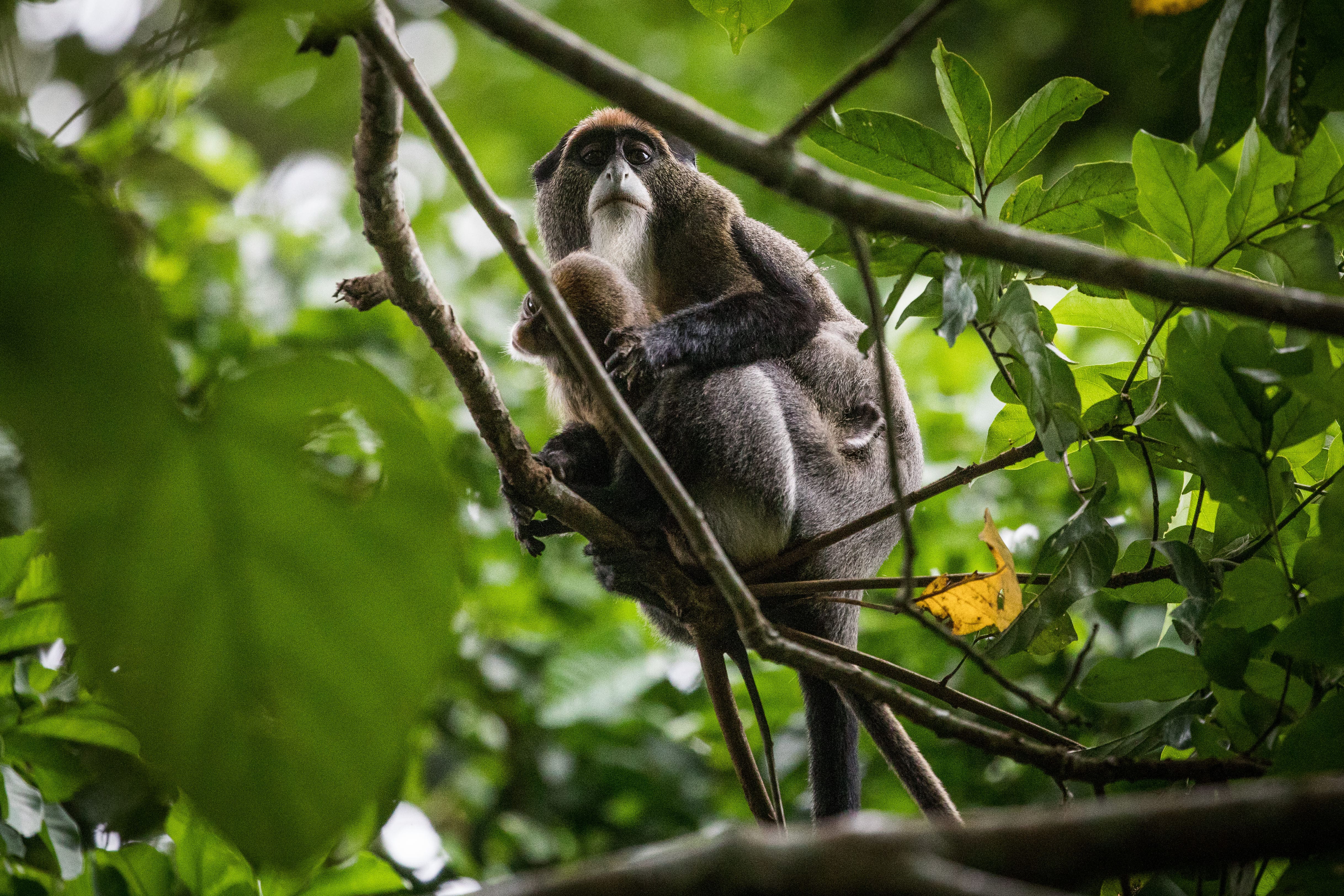 Photo from 10-Day Odzala Odyssey Gorilla Trekking & Congo Rainforest Safari safari tour