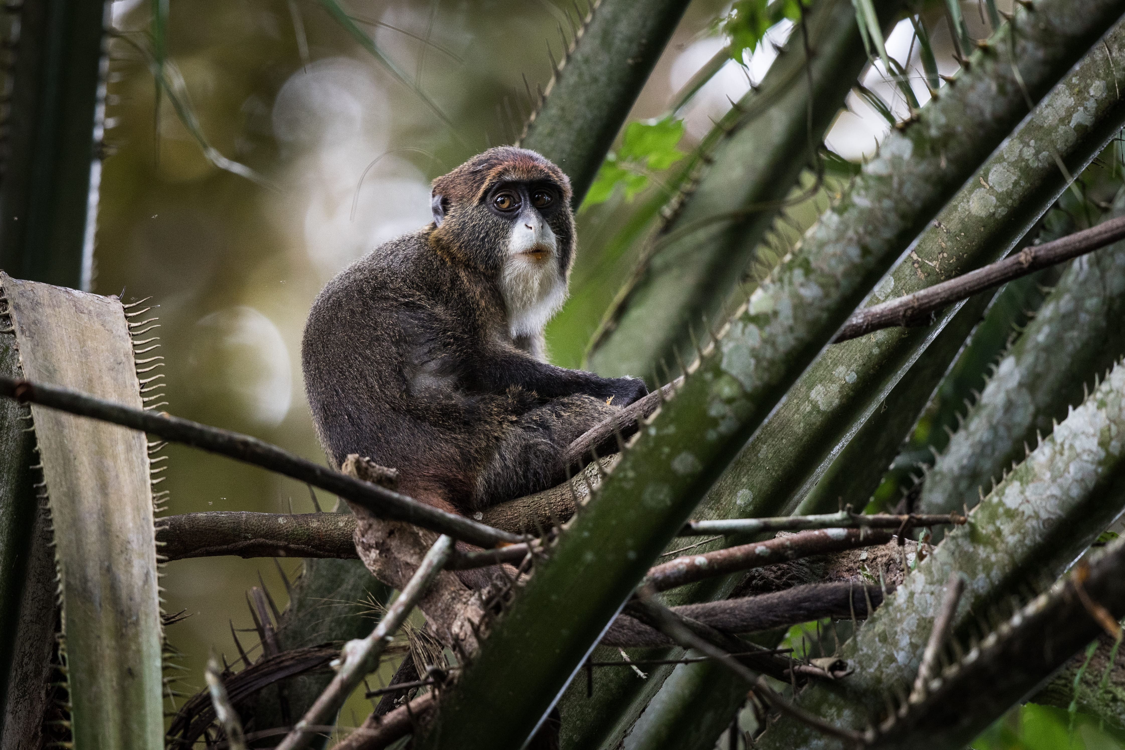 Photo from 10-Day Odzala Odyssey Gorilla Trekking & Congo Rainforest Safari safari tour