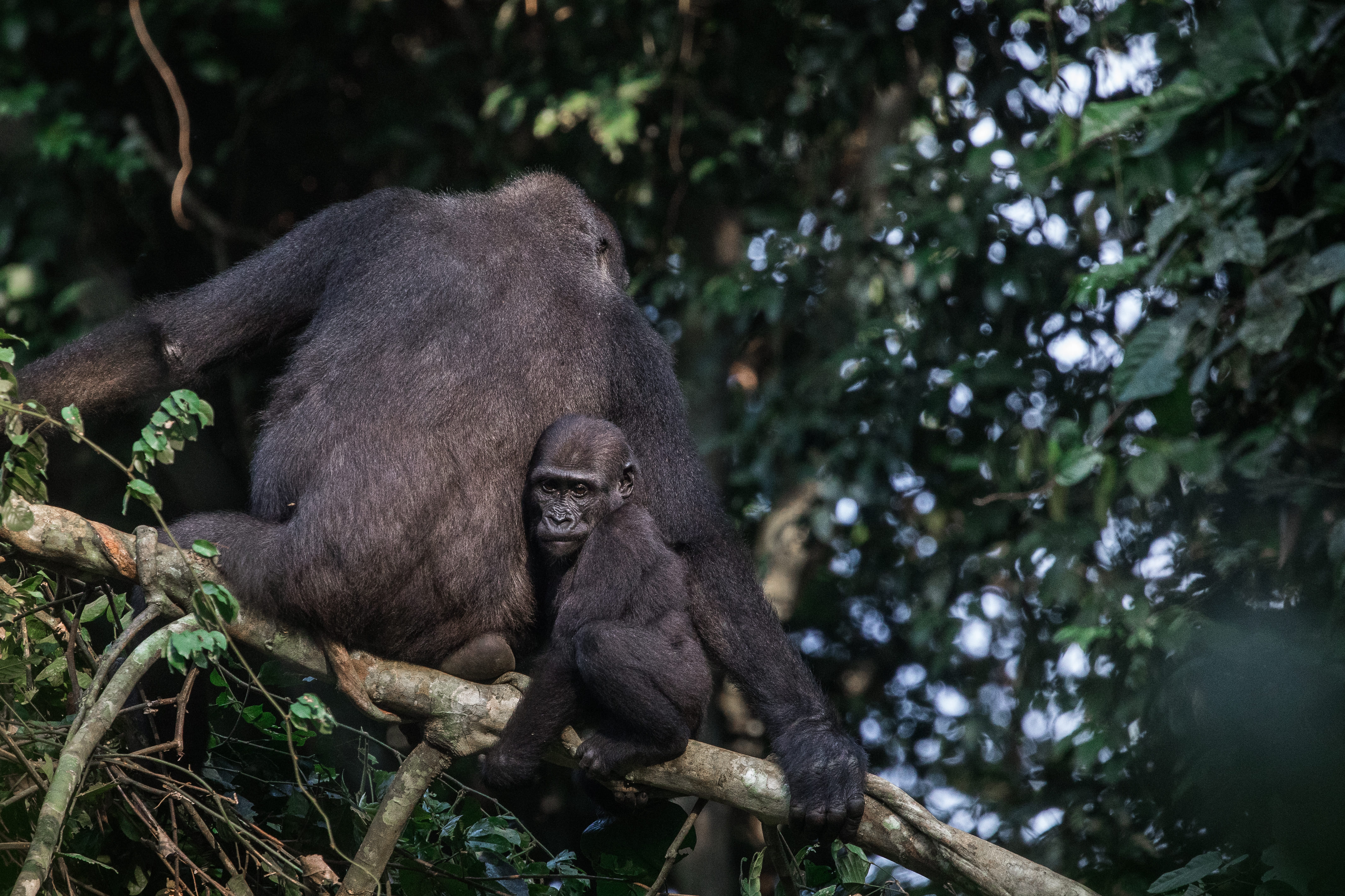 Photo from 10-Day Odzala Odyssey Gorilla Trekking & Congo Rainforest Safari safari tour