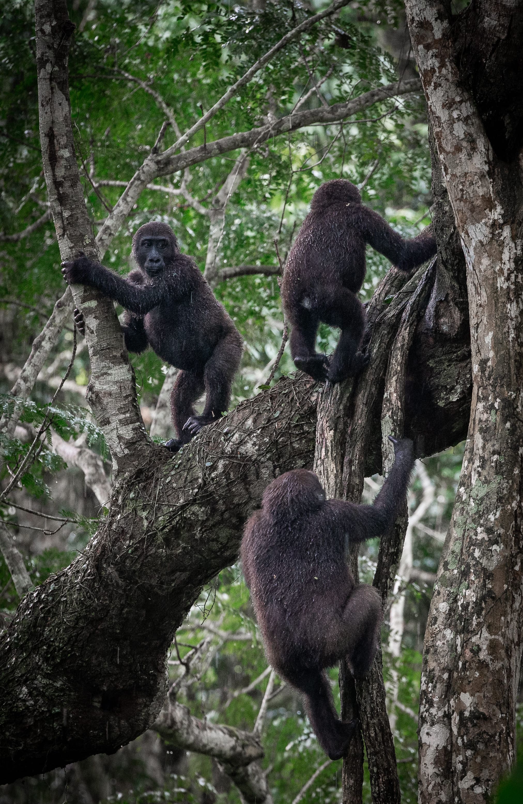 Photo from 10-Day Odzala Odyssey Gorilla Trekking & Congo Rainforest Safari safari tour