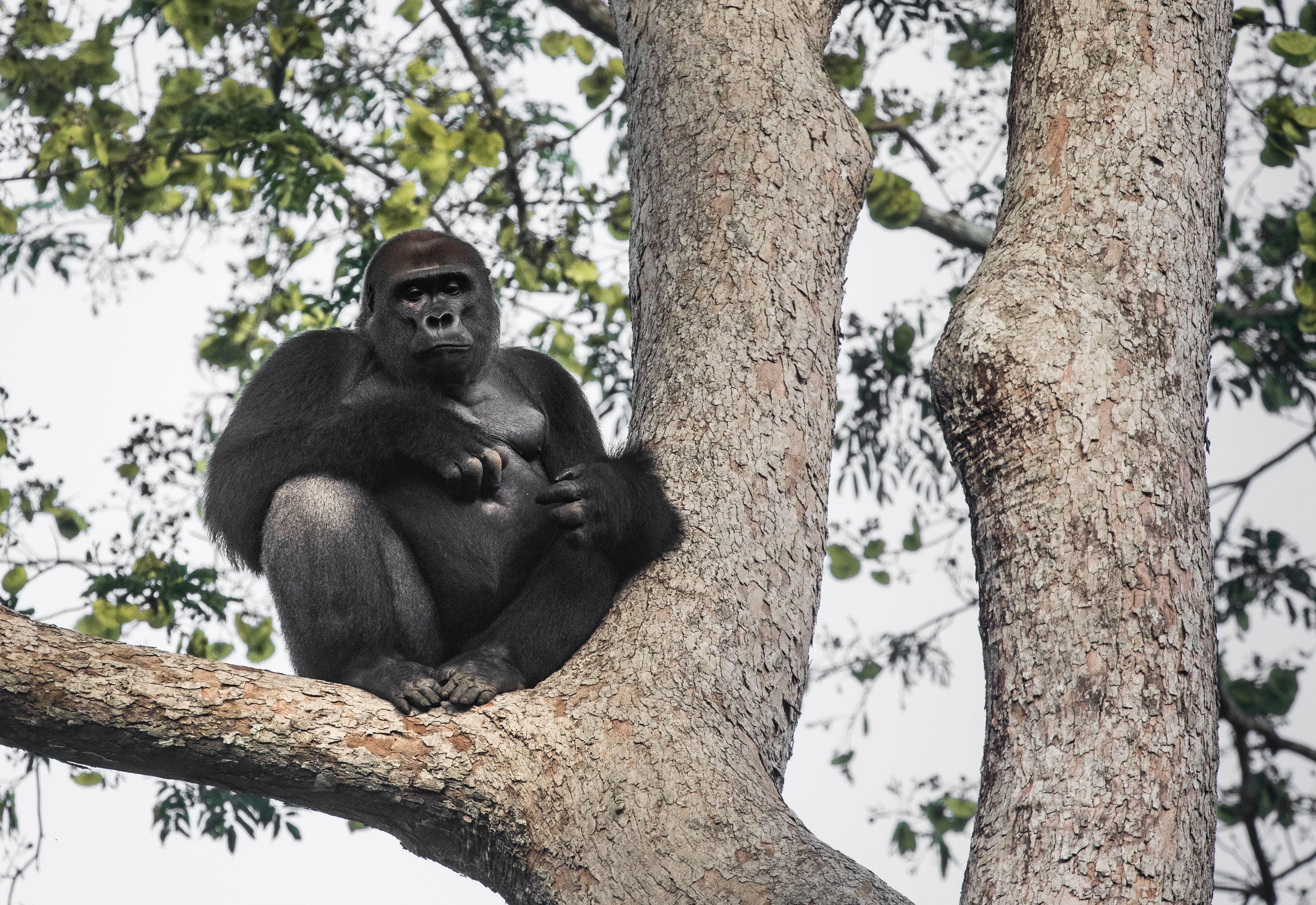 Photo from 8-Day Odzala Discovery Gorilla Trekking & Congo Rainforest Safari safari tour