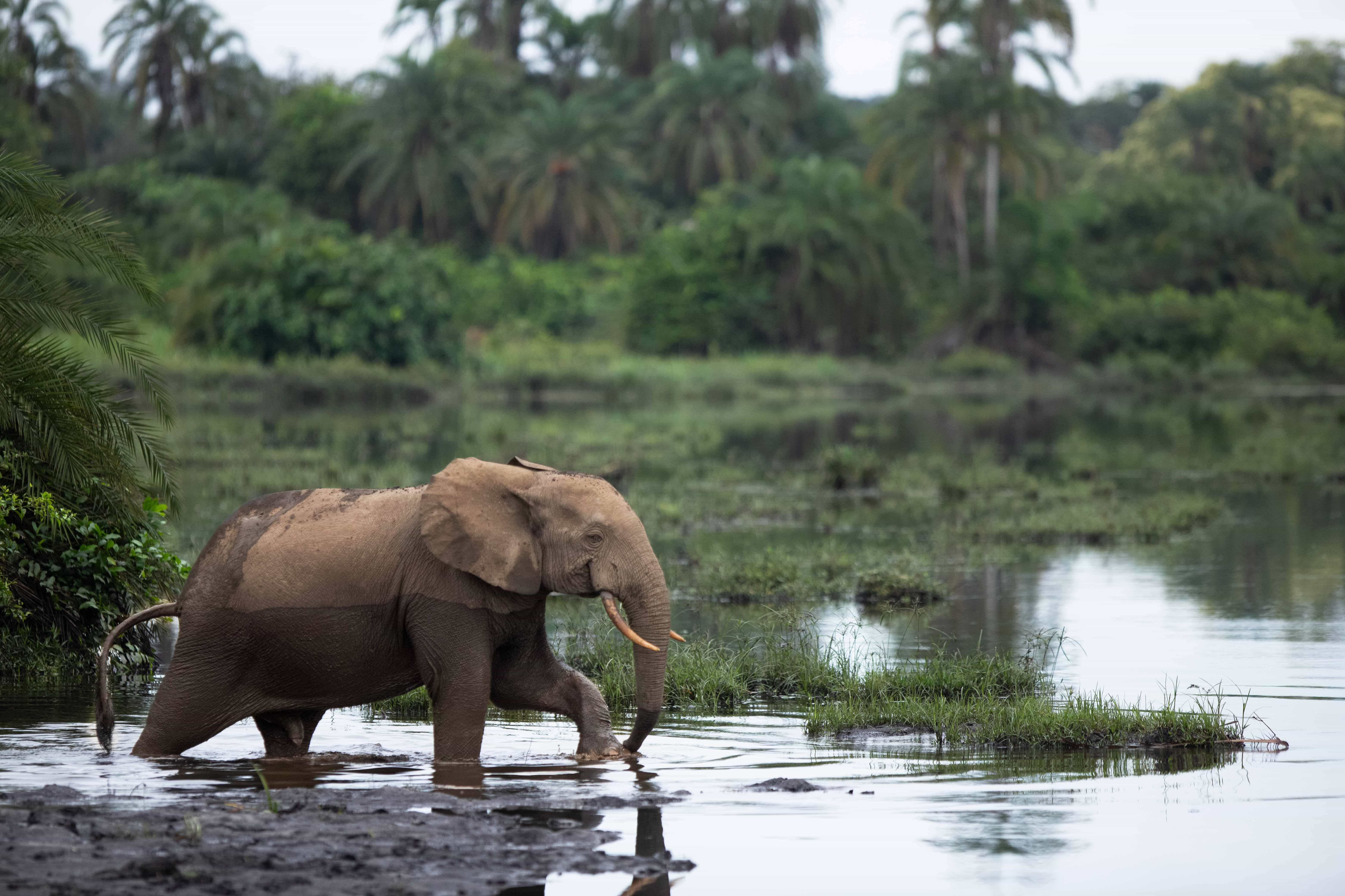 Photo from 8-Day Odzala Discovery Gorilla Trekking & Congo Rainforest Safari safari tour