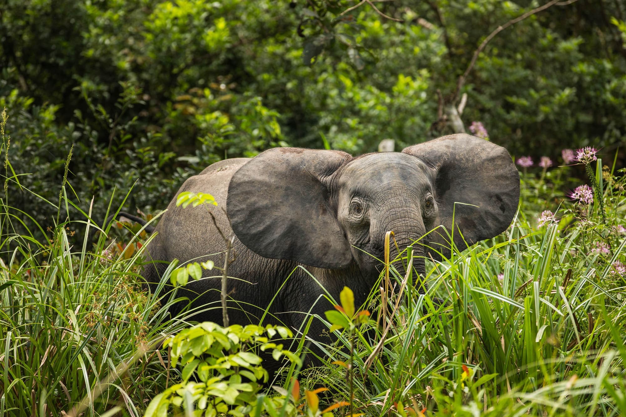 Photo from 8-Day Odzala Discovery Gorilla Trekking & Congo Rainforest Safari safari tour