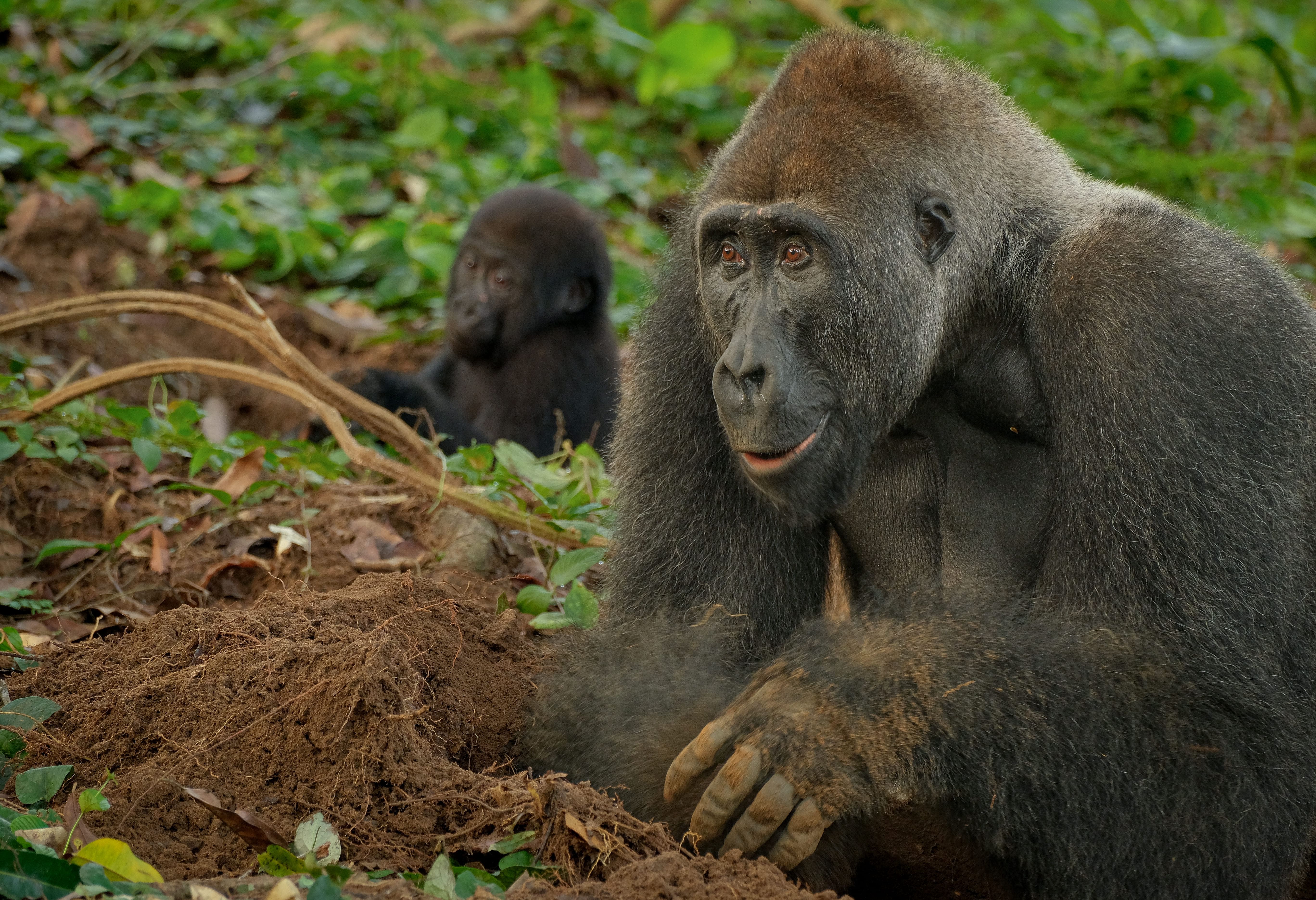 Photo from 8-Day Odzala Discovery Gorilla Trekking & Congo Rainforest Safari safari tour