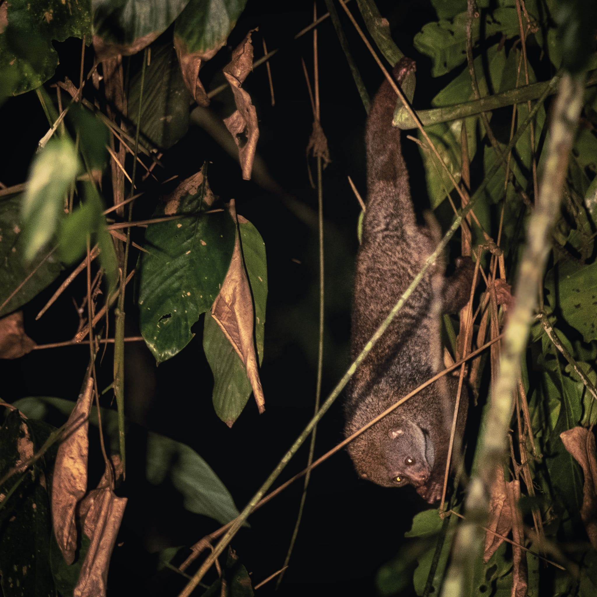 Photo from 8-Day Odzala Discovery Gorilla Trekking & Congo Rainforest Safari safari tour
