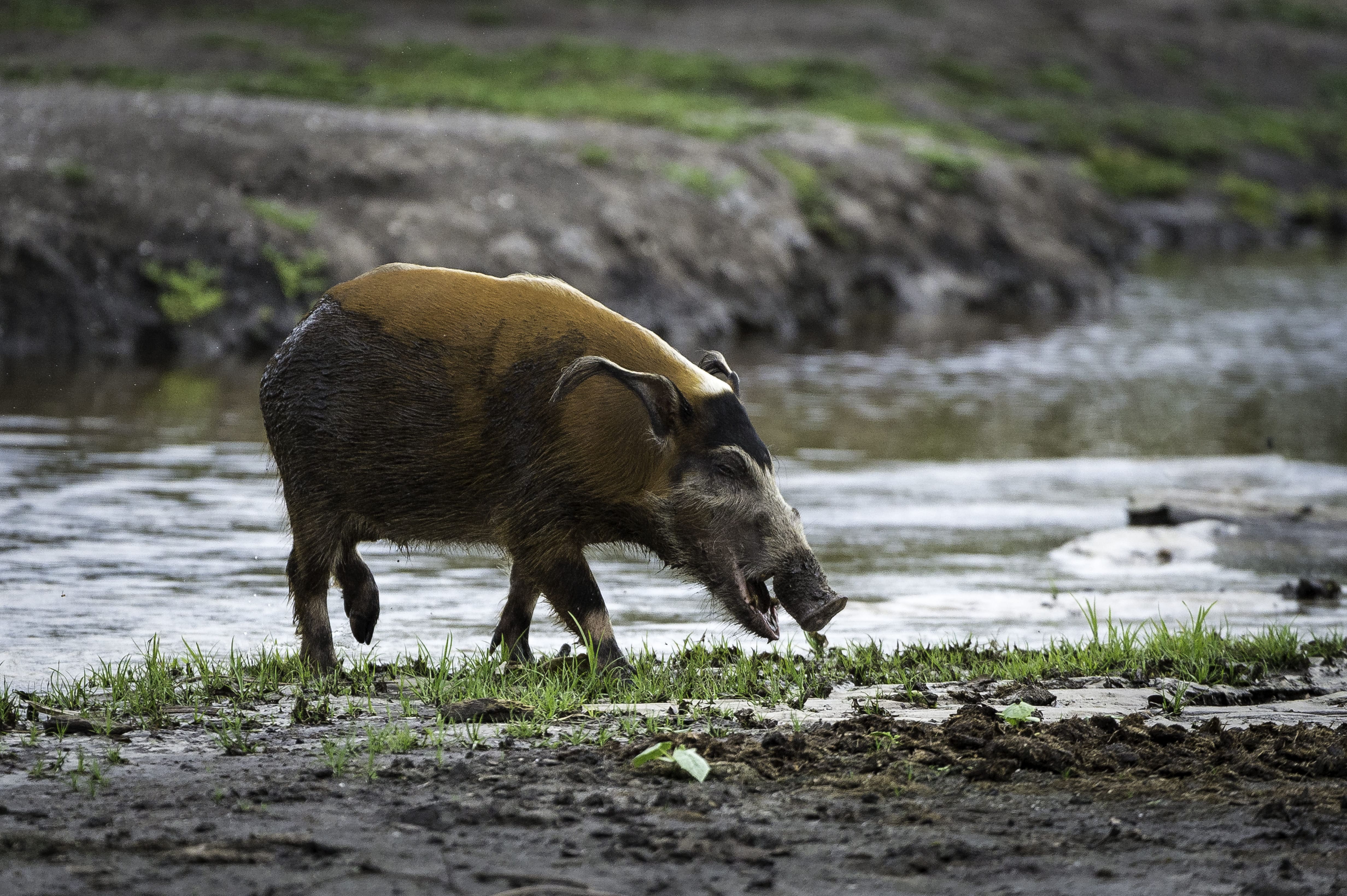 Photo from 8-Day Odzala Discovery Gorilla Trekking & Congo Rainforest Safari safari tour