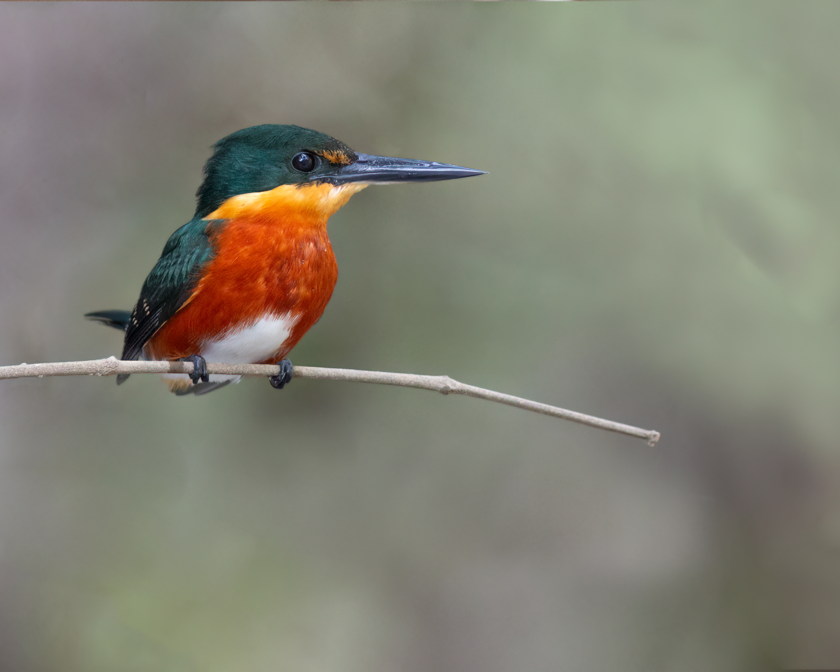 Photo from 15-Day Complete Costa Rica Birding Journey safari tour