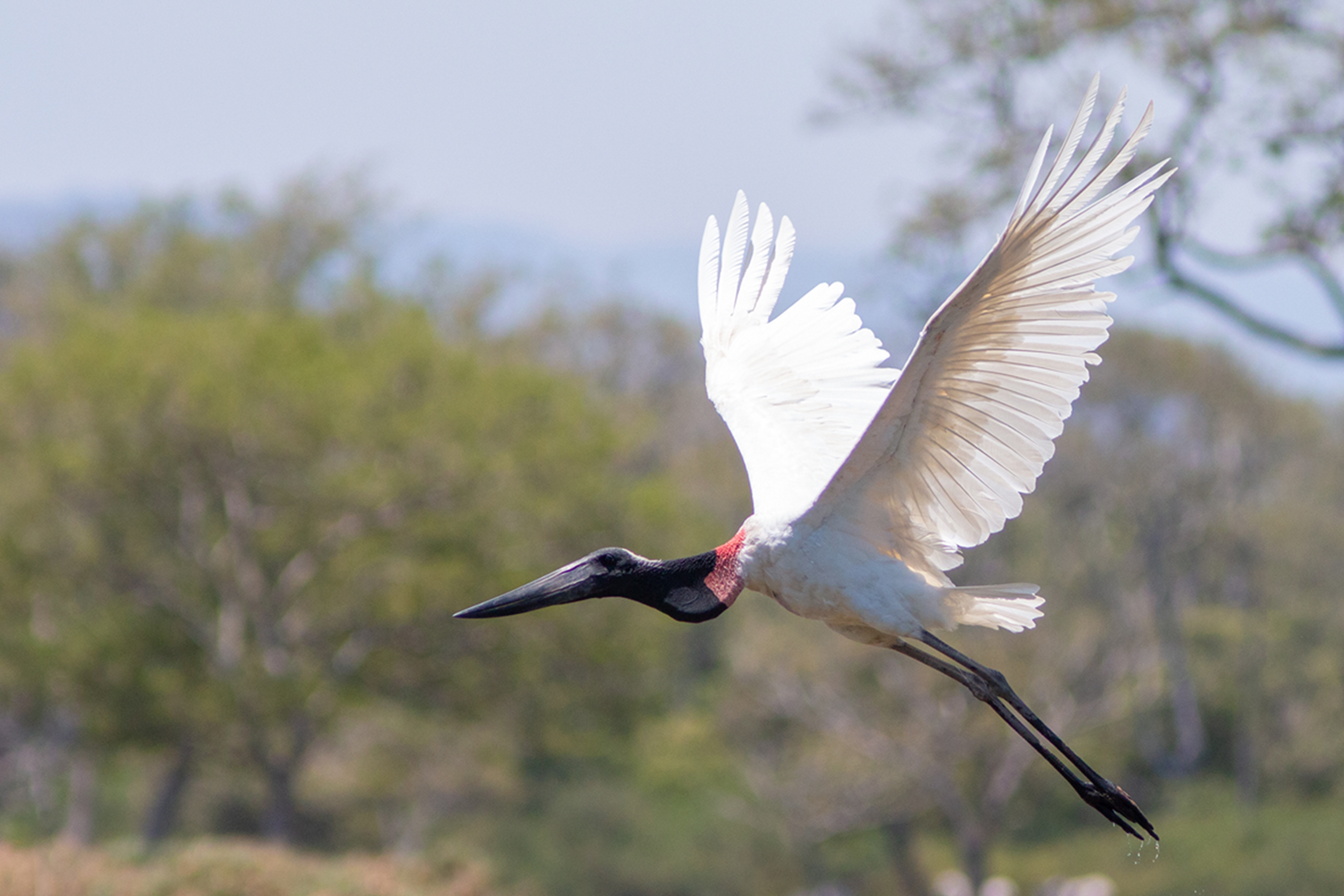 Photo from 15-Day Complete Costa Rica Birding Journey safari tour