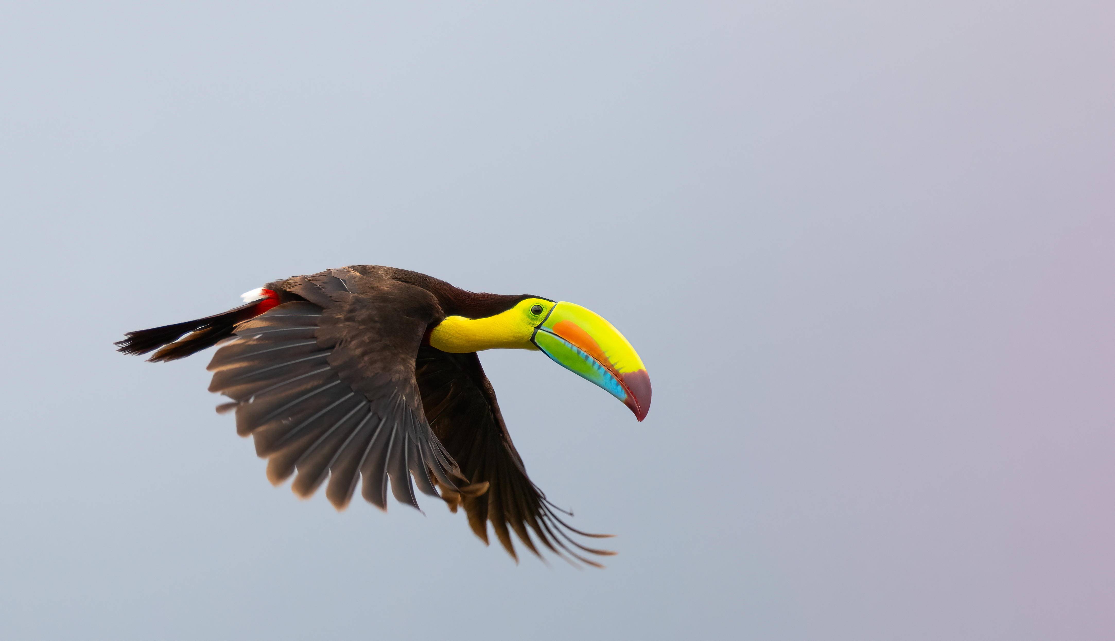 Photo from 15-Day Complete Costa Rica Birding Journey safari tour