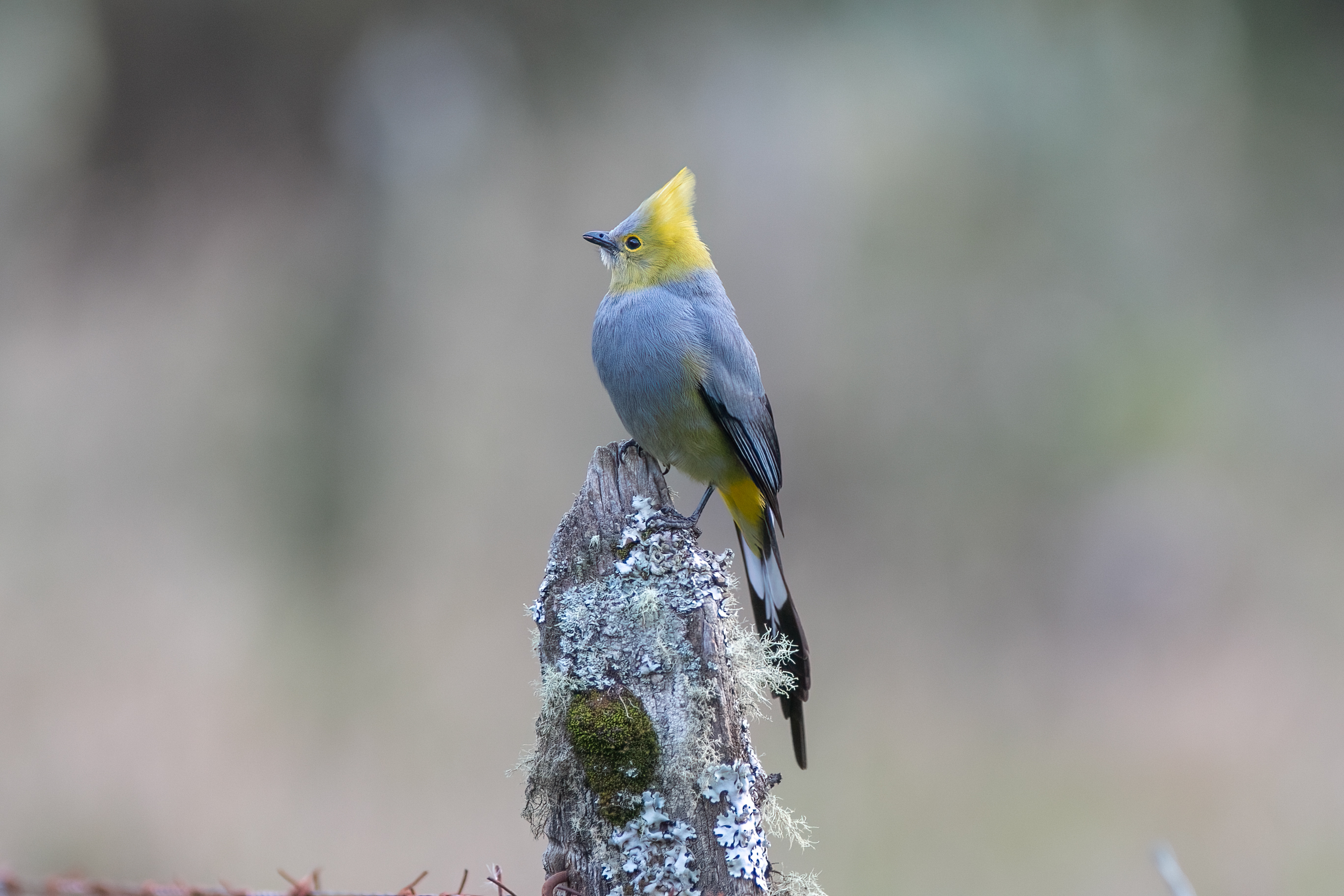 Photo from 15-Day Complete Costa Rica Birding Journey safari tour