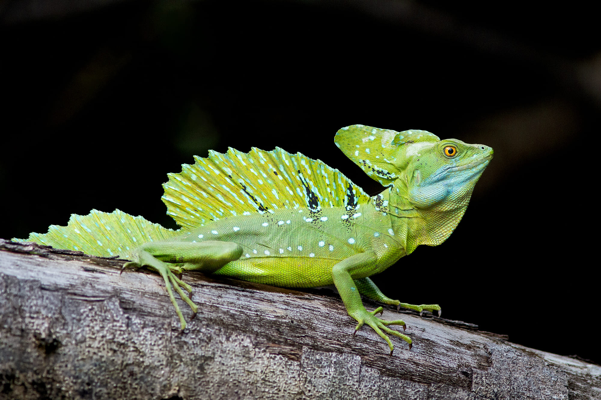 Photo from 15-Day Complete Costa Rica Birding Journey safari tour