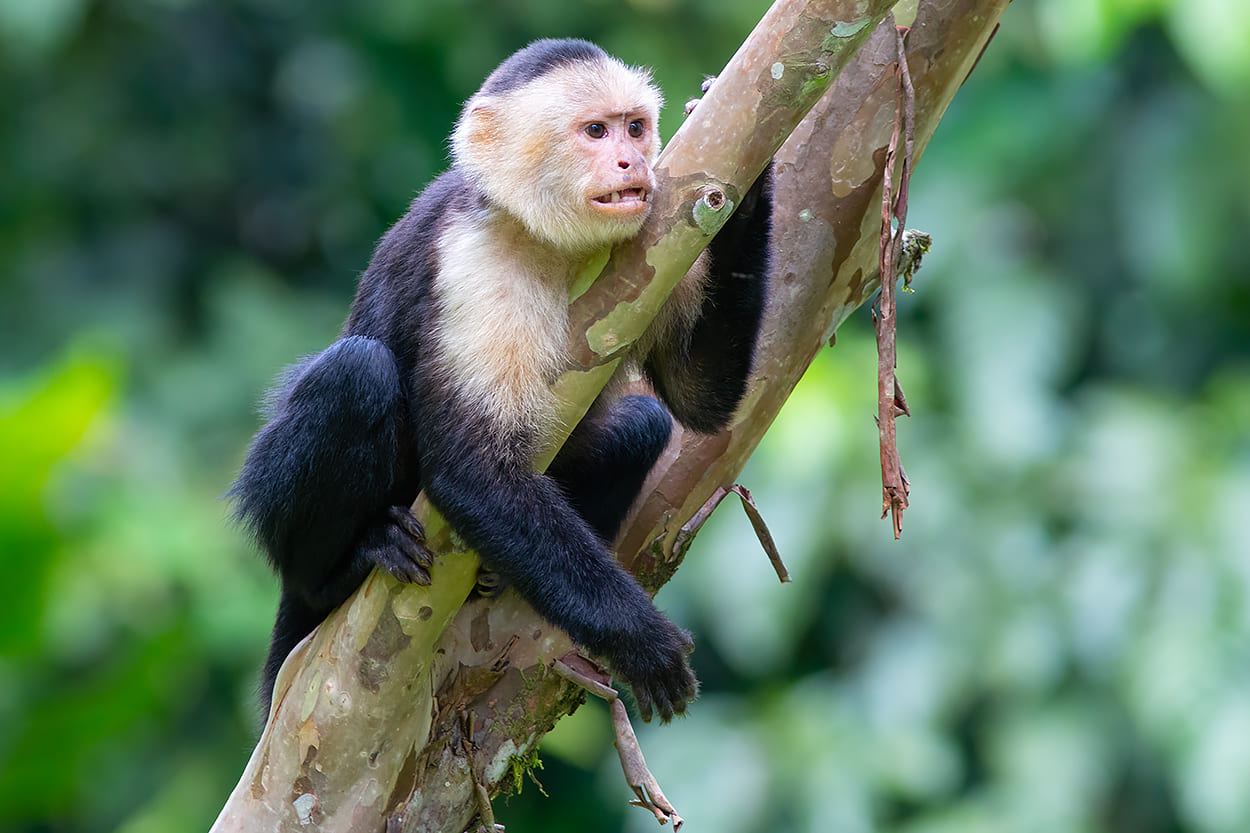 Photo from 8-Day Intensive Birding Exploration of Costa Rica safari tour