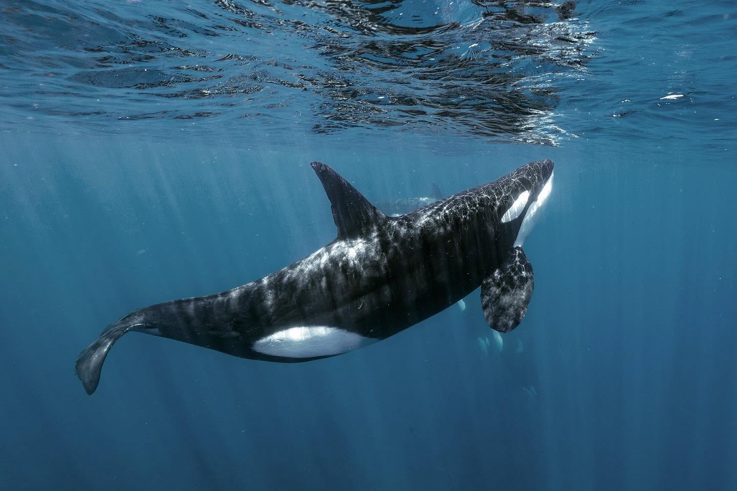 Photo from 7-Day Orca & Humpback Whale Expedition in Seglvik safari tour