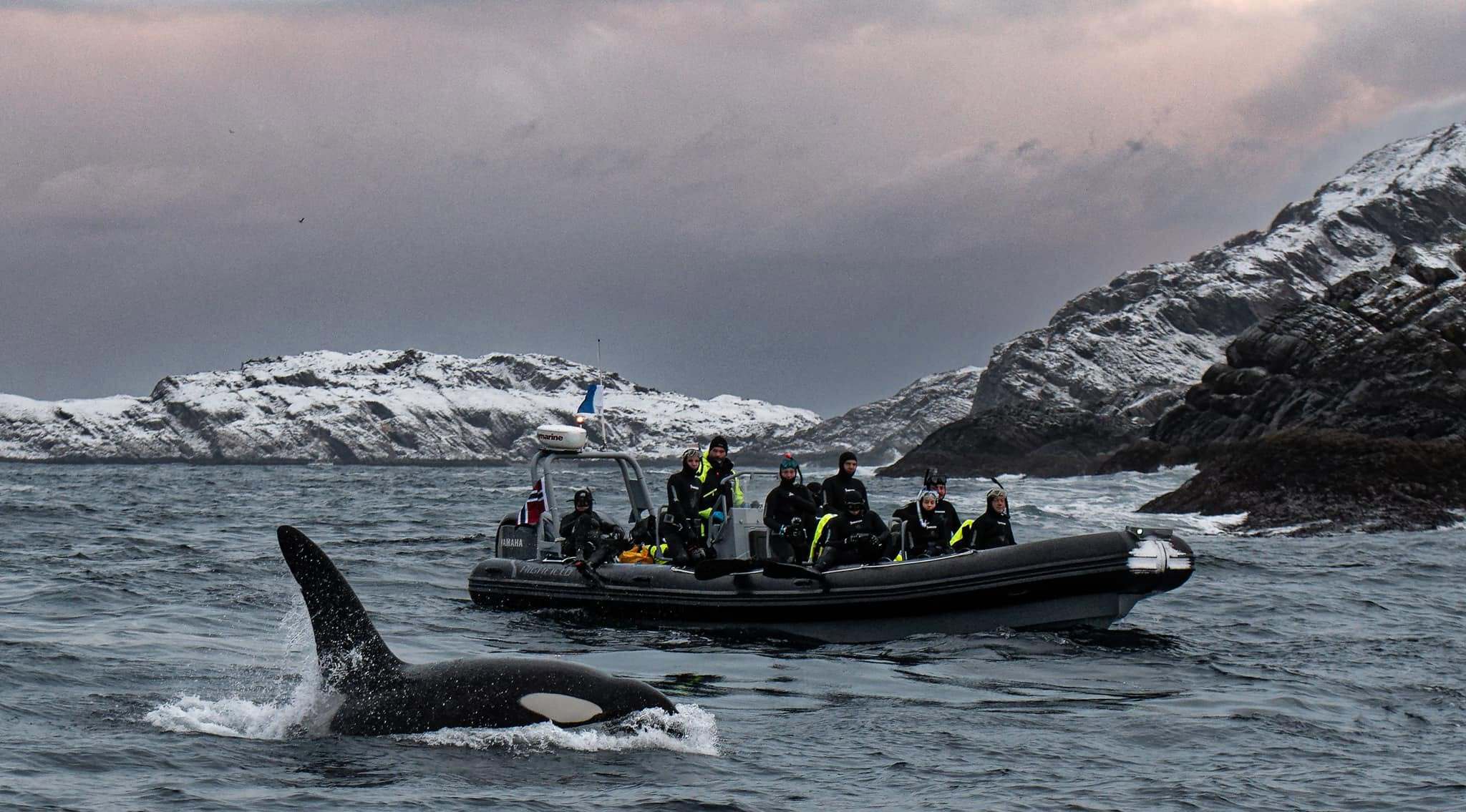 Photo from 7-Day Orca & Humpback Whale Expedition in Seglvik safari tour