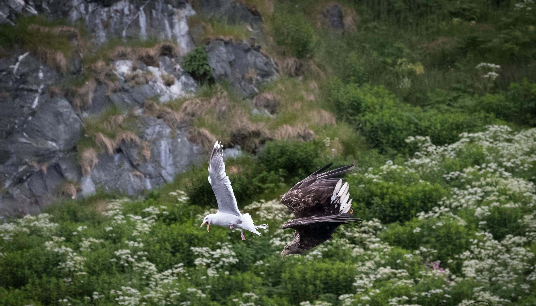 Photo from 7-Day Orca & Humpback Whale Expedition in Seglvik safari tour