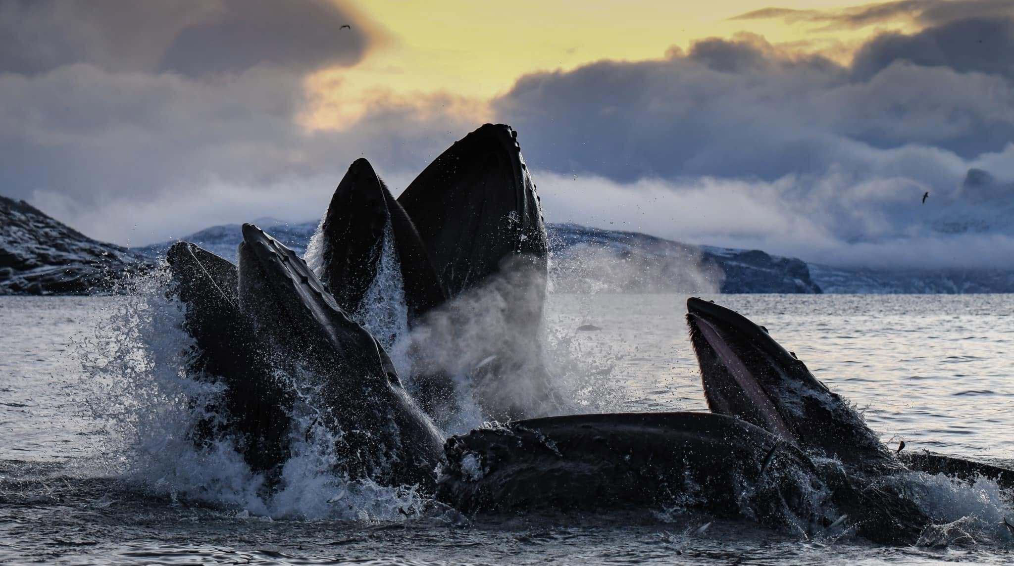 Photo from 7-Day Orca & Humpback Whale Expedition in Seglvik safari tour