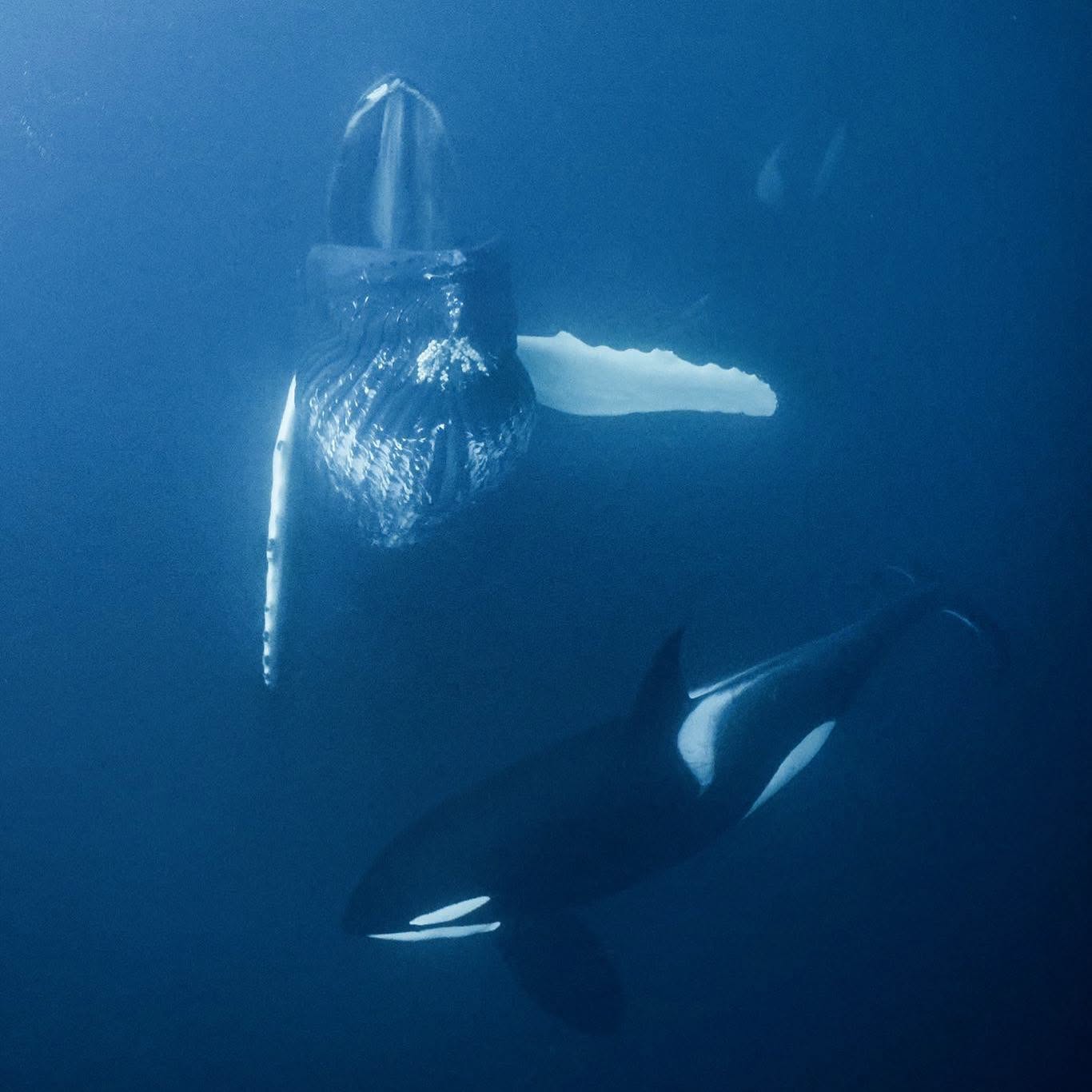 Photo from 7-Day Orca & Humpback Whale Expedition in Seglvik safari tour