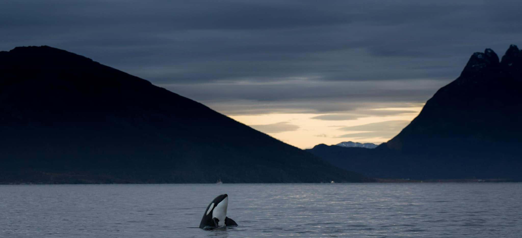 Photo from 7-Day Orca & Humpback Whale Expedition in Seglvik safari tour