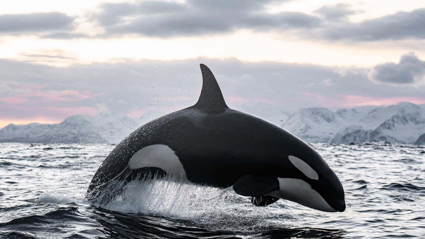 Photo from 7-Day Orca & Humpback Whale Expedition in Seglvik safari tour
