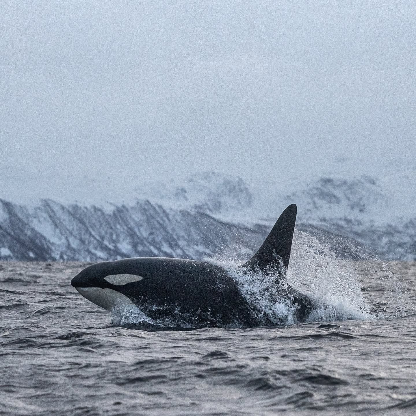Photo from 7-Day Orca & Humpback Whale Expedition in Seglvik safari tour