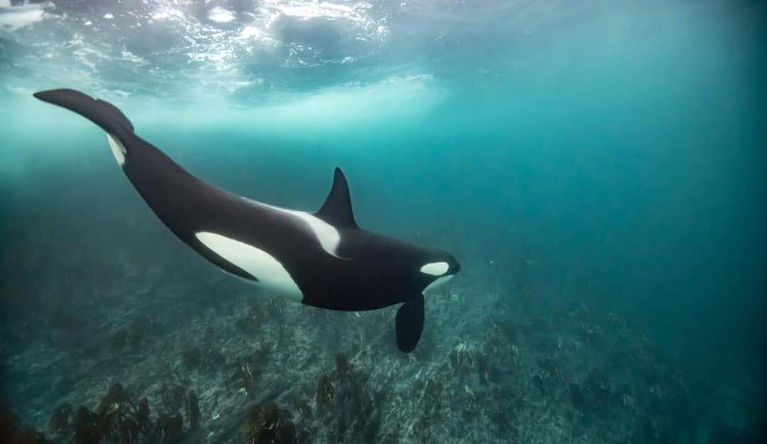 Photo from 7-Day Orca & Humpback Whale Expedition in Seglvik safari tour