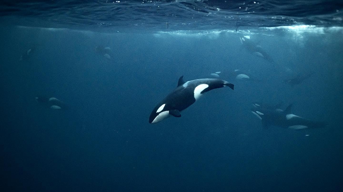 Photo from 7-Day Orca & Humpback Whale Expedition in Seglvik safari tour
