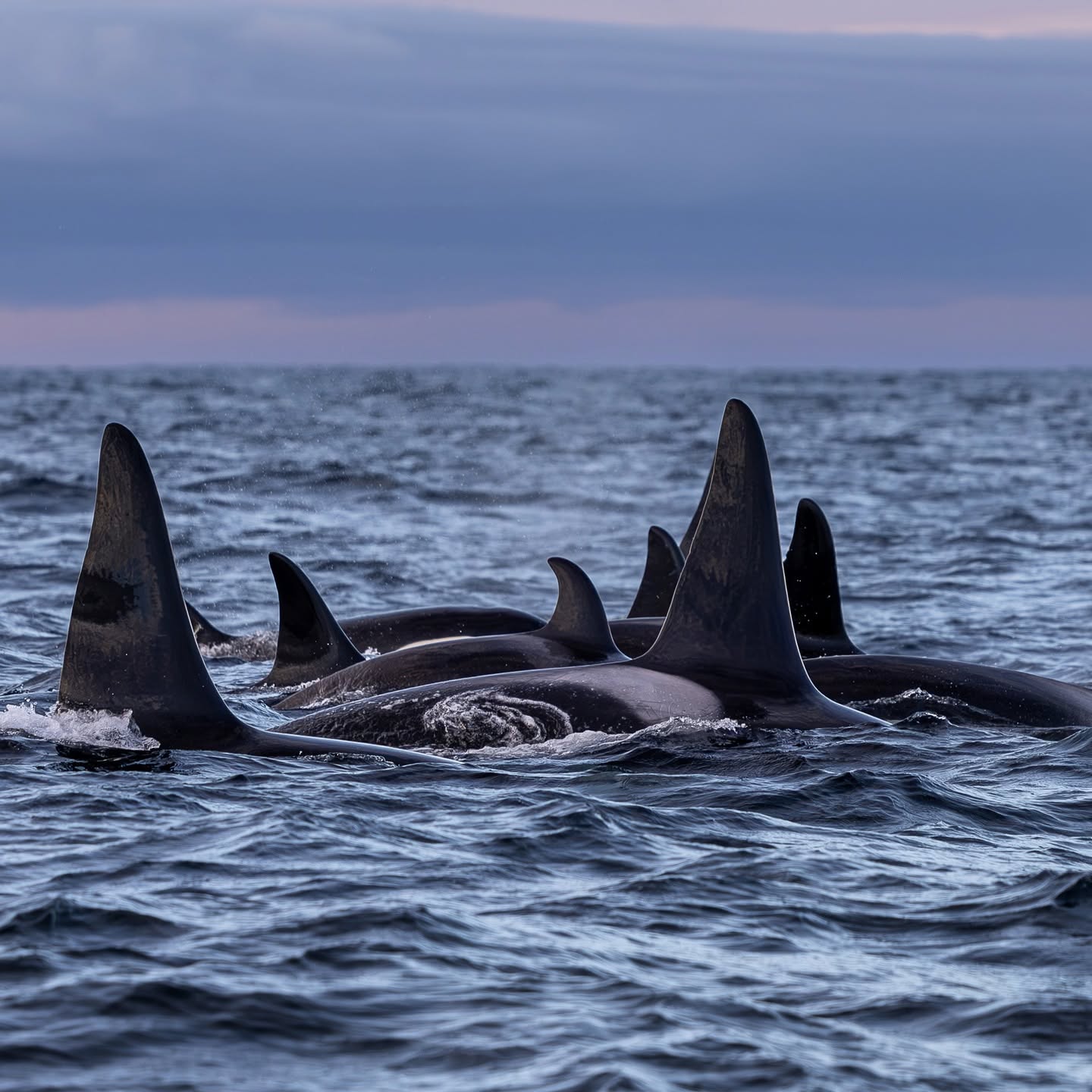 Photo from 7-Day Orca & Humpback Whale Expedition in Seglvik safari tour