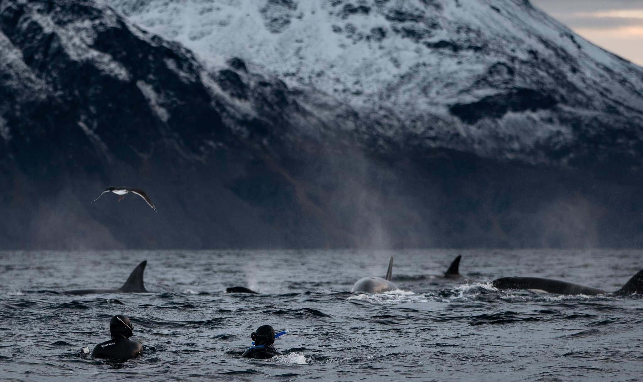 Photo from 7-Day Orca & Humpback Whale Expedition in Seglvik safari tour