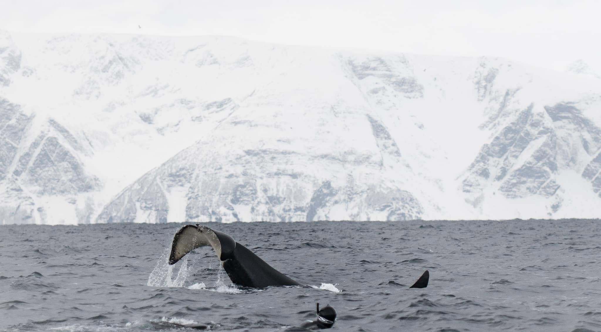 Photo from 7-Day Orca & Humpback Whale Expedition in Seglvik safari tour
